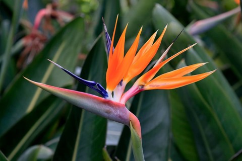 Bird of paradise flower (Strelitzia reginae), flower, in bloom, Kirstenbosch Botanical Gardens,
