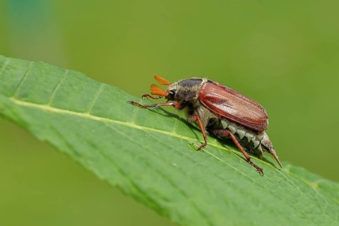 May beetle, wood cockchafer (Melolontha hippocastani), male, on leaf of a horse chestnut (Aesculus