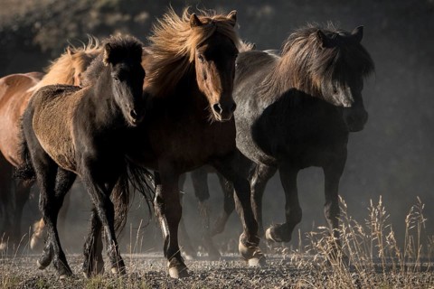 Three Icelandic horses (Equus islandicus), herd being driven from the highlands into the valley,