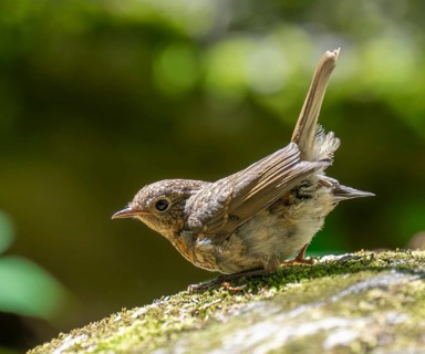 European robin (Erithacus rubecula), young bird standing on a mossy stone, Germany, Europe