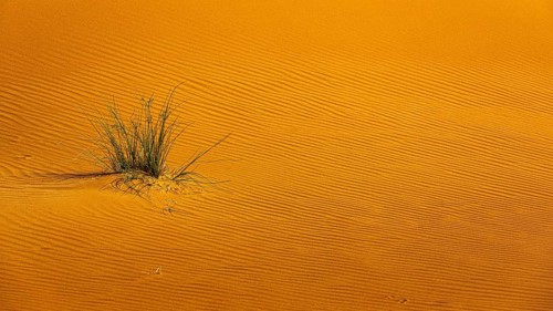 Wind-sculpted sand structure with green vegetation, in the Rub al Khali desert, Dhofar province,