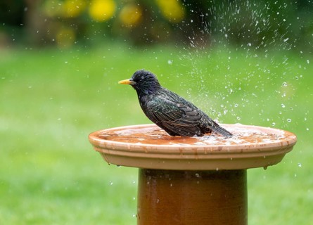 Starling (Sturnus vulgaris) bathing in a bird bath, Lower Saxony, Germany, Europe