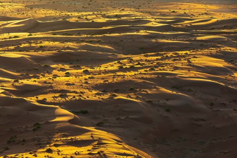 Wind-sculpted sand dunes with green vegetation, at sunrise in the Rub al Khali desert, Dhofar