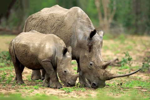 White rhino, white rhino (Ceratotherium simum), adult female feeding with young, foraging, two