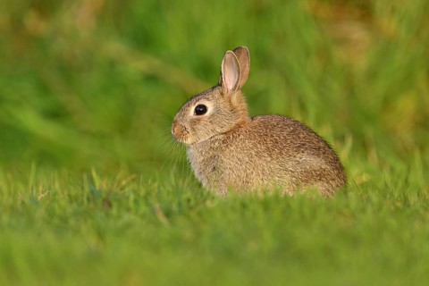 Wild rabbit (Oryctolagus cuniculus), young animal sitting on a meadow, Texel, West Frisian Islands,