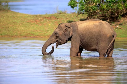 Asian elephant (Elephas maximus maximus), Sri Lanka Elephant, adult male in water, drinking,