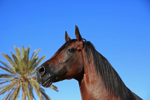Berber horse, Djerba, Tunisia, Berber, Africa