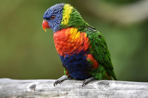 Lorikeet, (Loriini) in Marlow Bird Park, Mecklenburg-Western Pomerania, Germany, Europe