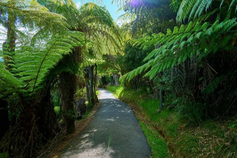 A narrow path winds its way through dense ferns and shady trees, Cathedral Cove, Hahei, Coromandel
