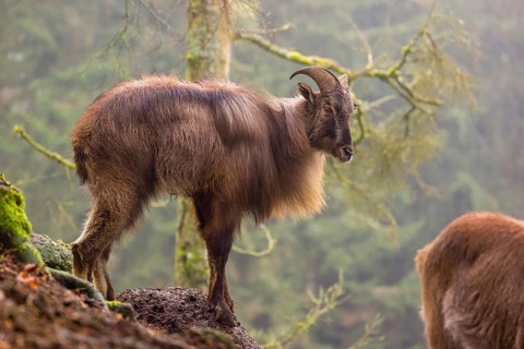 A male Himalayan Tahr (Hemitragus jemlahicus) stands in the forest on a foggy day