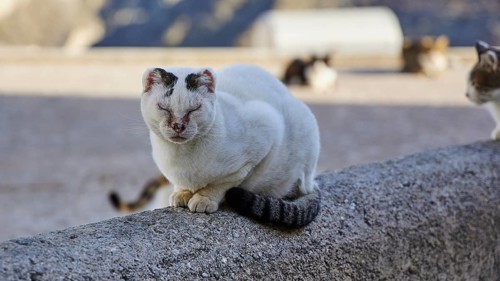 A white cat sits quietly on a wall outside a building, cat (n), Olymbos, mountain village, morning