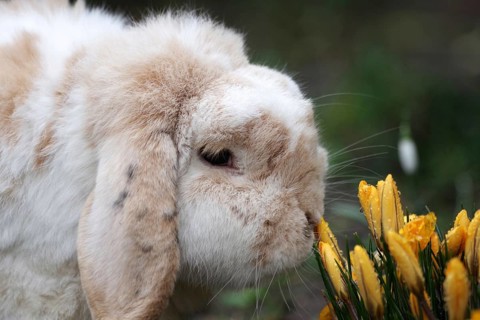 Rabbit (Oryctolagus cuniculus domestica), pet, ram rabbit, crocuses, early bloomers, Easter,