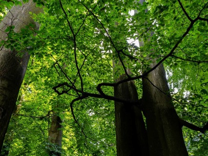 Beech trees in the Felsenmeer nature reserve, near Hemer in the Sauerland region