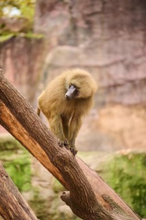 Guinea baboon (Papio papio) sitting on a tree trunk, Bavaria, Germany Europe