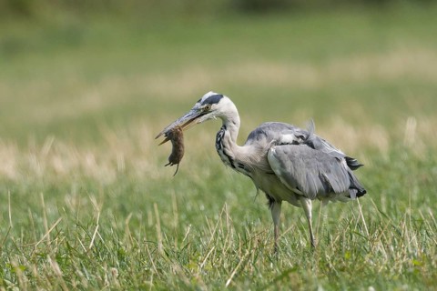 Grey heron (Ardea cinerea) in a meadow, holding a trapped mouse in its beak, Hesse, Germany, Europe