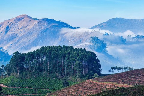 Kerala India travel background, sunrise and tea plantations in Munnar, Kerala, India, Asia