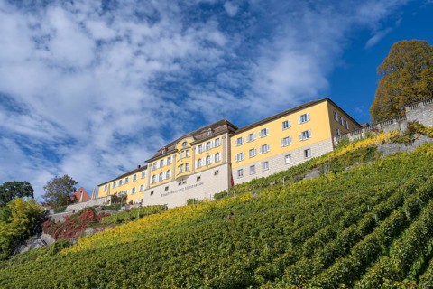 Meersburg State Winery on a vineyard, Lake Constance, Lake Constance district, Baden-Württemberg,