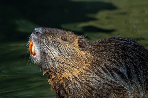 Coypu, nutria (Myocastor coypus) close-up portrait showing large bright orange-yellow incisors,