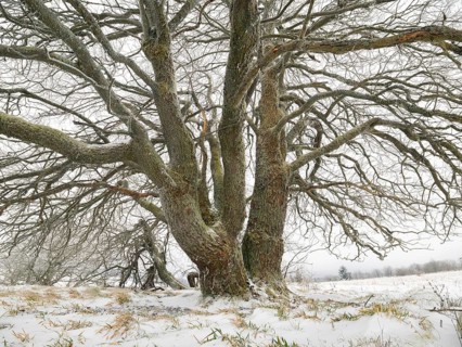 Willow Tree, (Salix sp.) covered in frost and snow, November, beside the crossroad Hochrhönstrasse