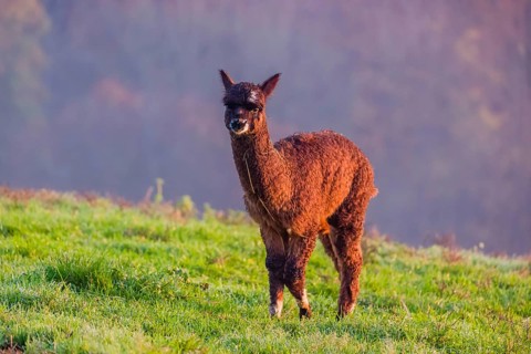 A young brown Alpaca (Vicugna pacos) stands on a green meadow