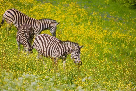 Chapman's zebra (Equus quagga chapmani) grazing on a yellow flowering meadow