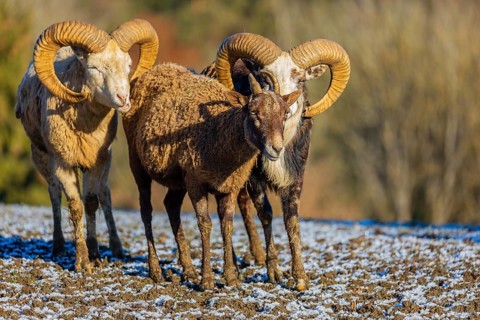 Three snow sheep (Ovis nivicola), or Siberian bighorn sheep stand on a snow covered meadow
