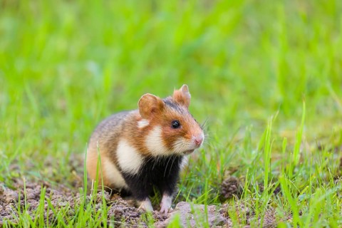 A European hamster (Cricetus cricetus), Eurasian hamster, black-bellied hamster or common hamster,