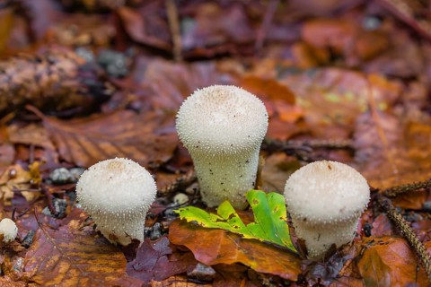 Common puffballs, Lycoperdon perlatum, standing on forest floor