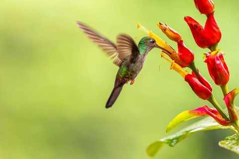Green-fronted Brilliant Hummingbird (Heliodoxa jacula), Hummingbird (Trochilidae), Swiftbirds