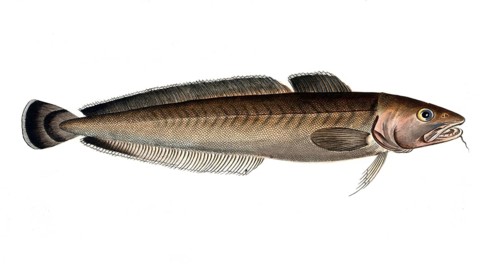 Fish, Fish, Family of cod, Gadus molva, the Ling, Historical, digitally restored reproduction from