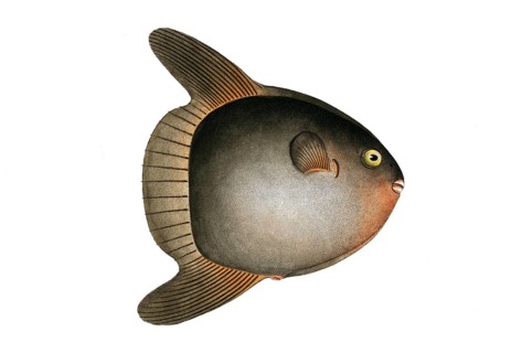 Fish, Fish, Family of hedgehog fish, Diodon mola, Sun-fish, the swimming head, The Sun-fish, pilot