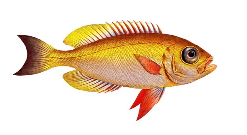 Fish, Fish, Genus of bannerfish, Anthias macrophtalmus, Historical, digitally restored reproduction