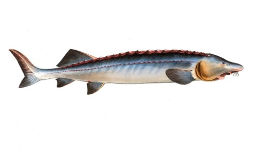 Fish, Fish, Fish genus from the sturgeon family, Acipenser Huso, The great Sturgeon, Historical,