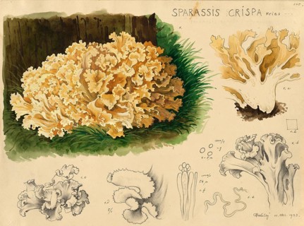 Mushroom, fungus, Wood Cauliflower fungus or fat hen, Wood Cauliflower crispa, authentic