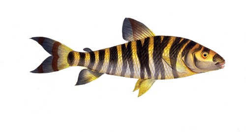 Fish, Fish, Salmon family, Salmo fasciatus, banded salmon, the streaked salmon family, Salmon,