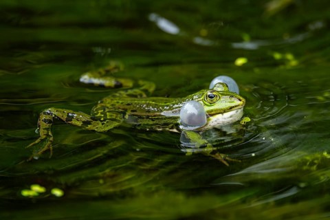 Edible frog (Pelophylax esculentus) in a little lake in the water, Bavaria, Germany, Europe