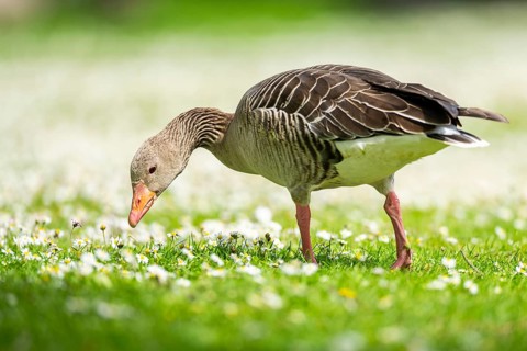 Greylag goose (Anser anser) on a field, Franconia, Bavaria, Germany, Europe