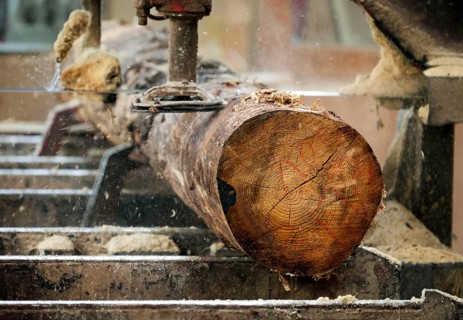 Solingen, North Rhine-Westphalia, Germany - Spruce logs, here spruce wood infested by bark beetles,
