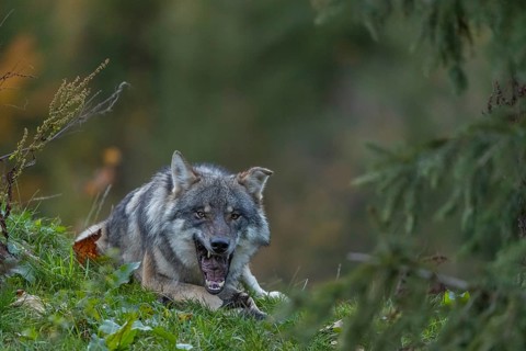 One eurasian gray wolf (Canis lupus lupus) lying on a hill, chewing on a piece of fur. A green