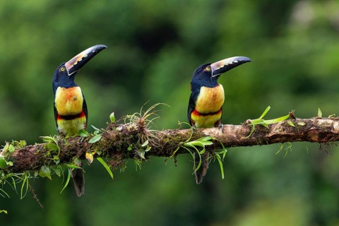 Collared Aracari (Pteroglossus torquatus), Toucans (Ramphastidae), Laguna del Lagarto Lodge,