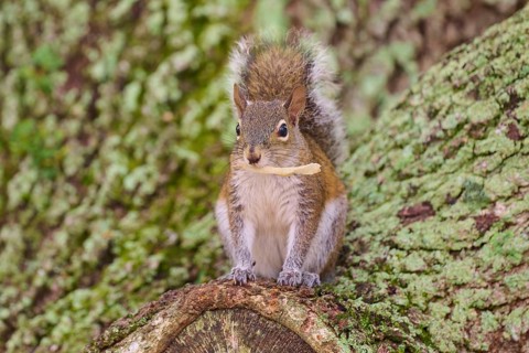 American grey squirrel (Sciurus carolinensis), sitting on a moss-covered tree trunk in the forest,