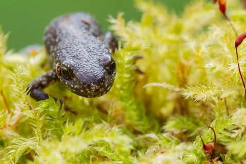 Smooth or Common newt (Lissotriton vulgaris) adult amphibian on moss, England, United Kingdom,