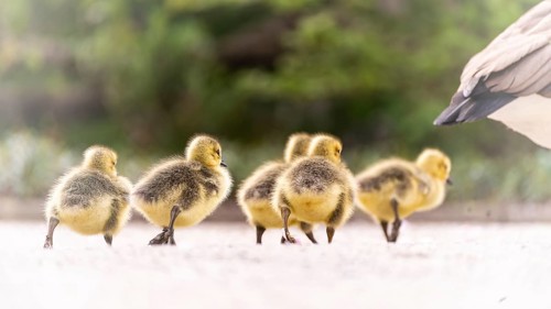 Canada goose chicks (Branta canadensis) five crossing a gravel path, adult goose in front, only