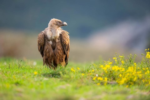 Griffon Vulture (Gyps fulvus) sitting on a flowering meadow in autumn, Pyrenees, Catalonia, Spain,