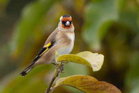 European goldfinch (Carduelis carduelis) adult bird in a garden Magnolia tree with autumn leaves,