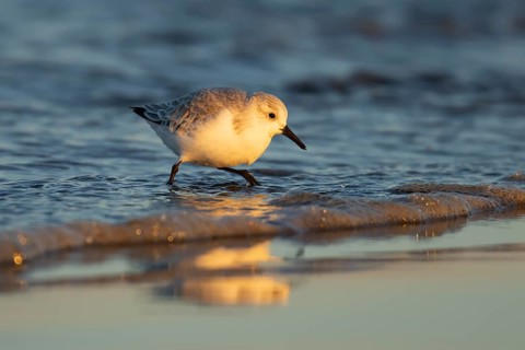 Sanderling (Calidris alba) adult wading bird in winter plumage on a beach, Norfolk, England, United
