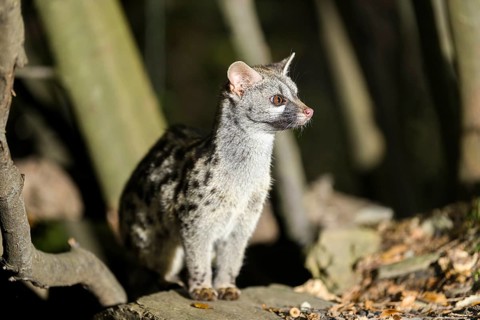 Common genet (Genetta genetta), wildlife in a forest, Montseny National Park, Catalonia, Spain,