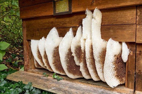 Honeycomb abandoned by colony, honeycomb, wild natural burrow on outside of hive, light-coloured