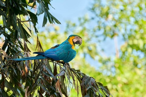 Yellow-breasted Macaw (Ara ararauna) Colombia