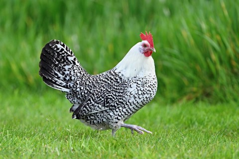 East Frisian Gull standing in a meadow, chicken breed with good utilisation characteristics, Texel,
